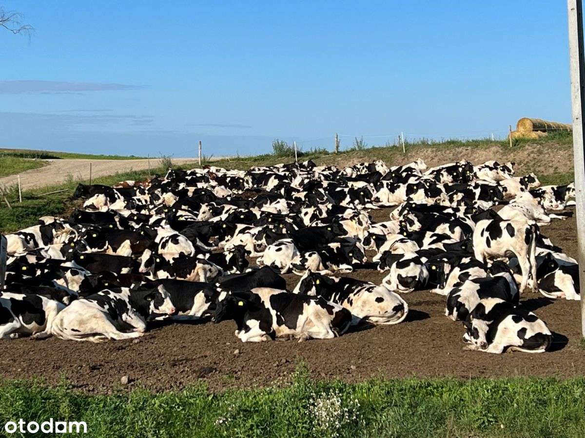 Gospodarstwo Rolne (Produkujące Mleko)-7