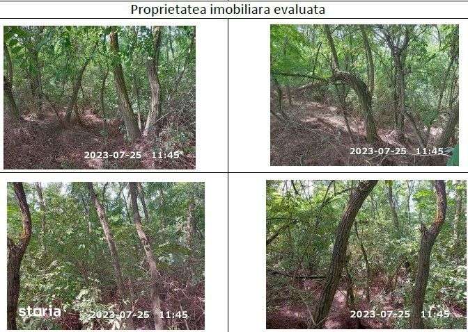 Teren extravilan padure, cota parte de 1/48 Horgesti, ID: R2325836 - Imagine principală: 3/8