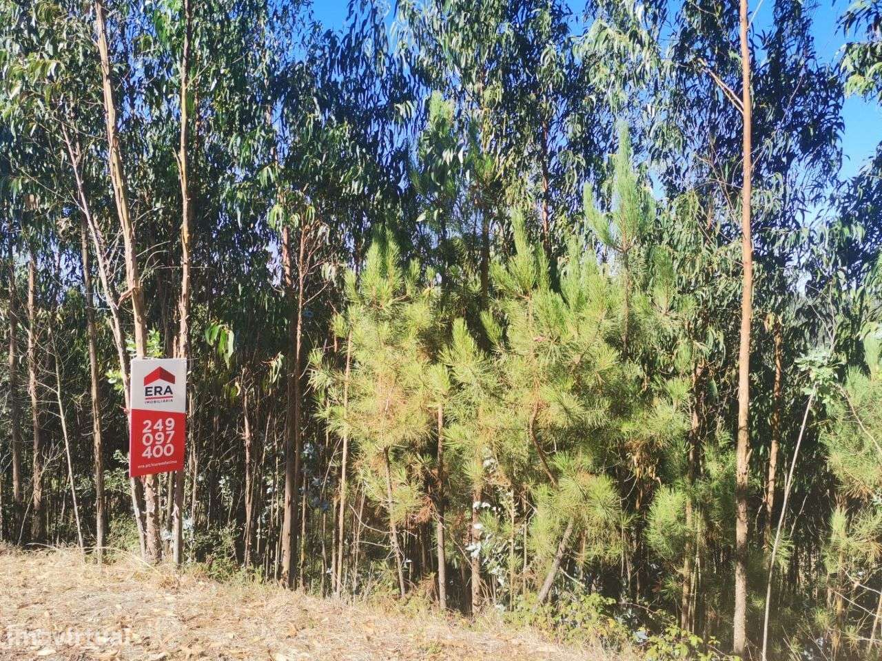Terreno Rústico - Grande imagem: 5/6