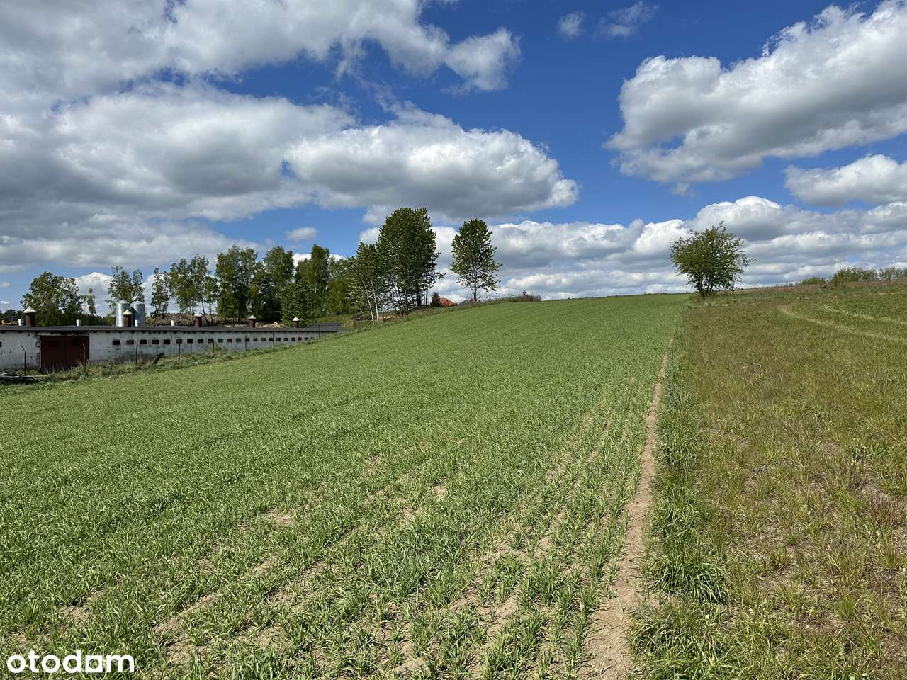 Działka 4900 m2, Dzierżążno, gm. Kartuzy. INWESTYCJA ! - Pełny obrazek: 4/11