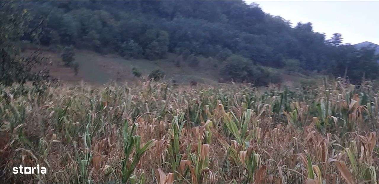 Vand teren intravilan foarte mare Loc. Buceava, Com. Gurahont 6700 m2. - Imagine principală: 5/9