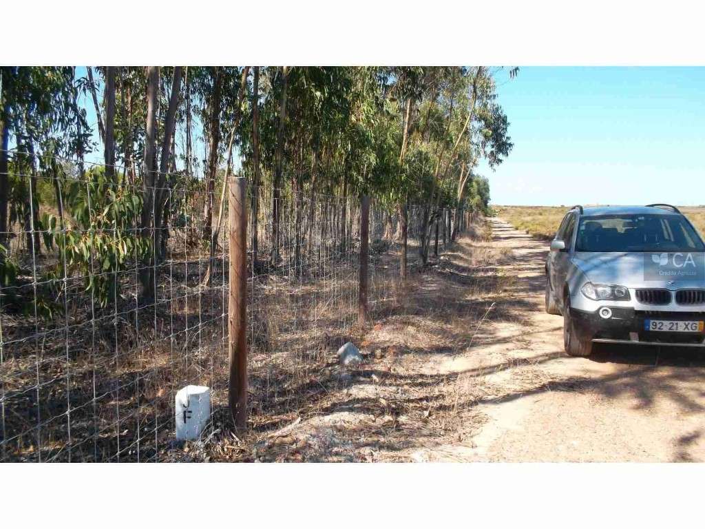 TERRENO (PROPRIEDADE)-CURRAIS E JOÃO FRIO DE BAIXO - Grande imagem: 3/12