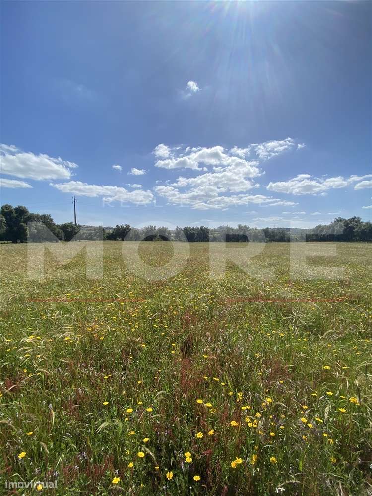 Terreno Rústico com 18.750 m² – Alcáçovas, Viana do Alentejo - Grande imagem: 2/10