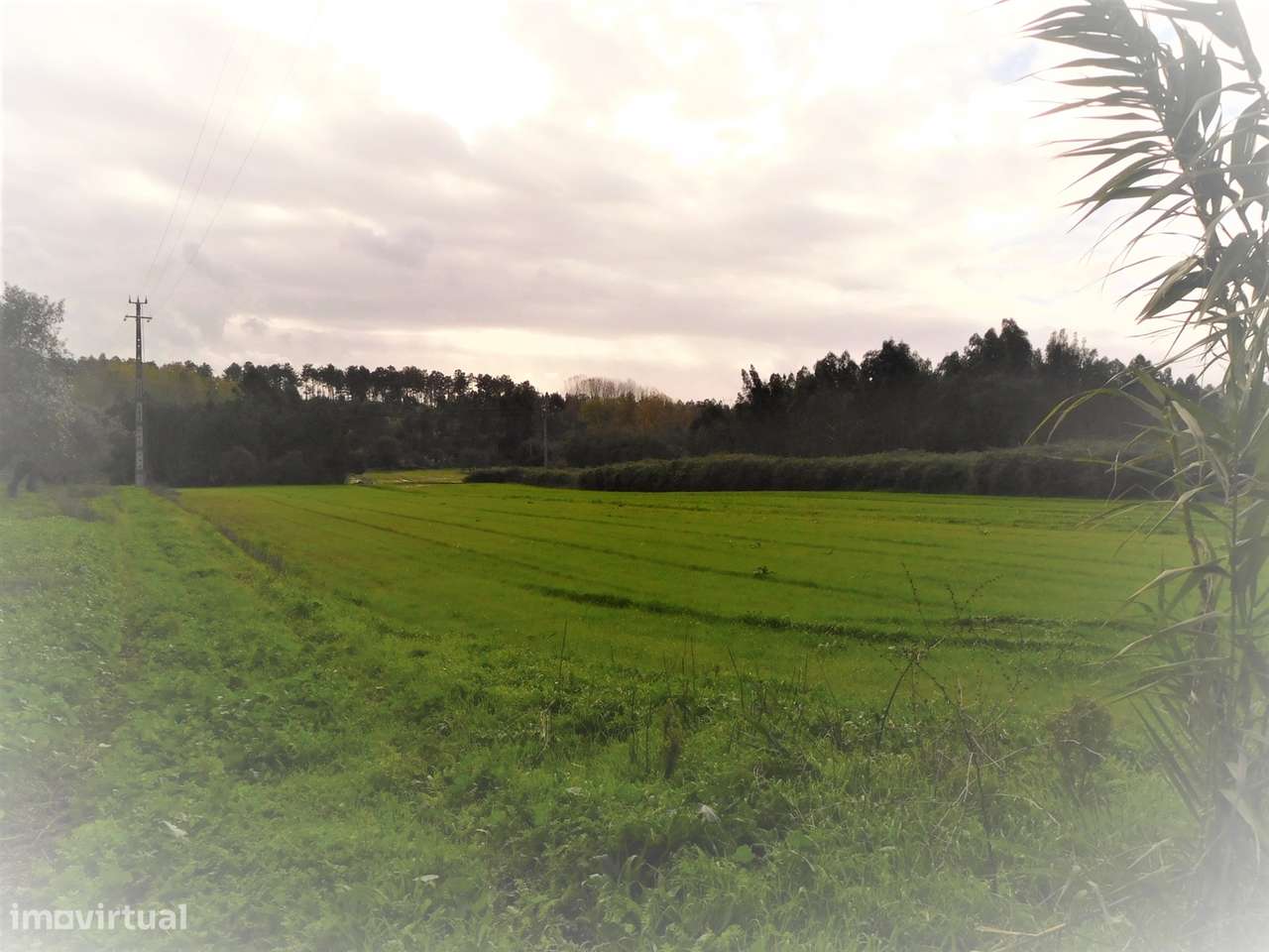 Terreno para construção com 4990m2  / Pinheiros / Leiria - Grande imagem: 2/7