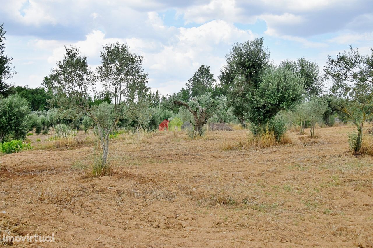 Terreno Rústico com olival tradicional