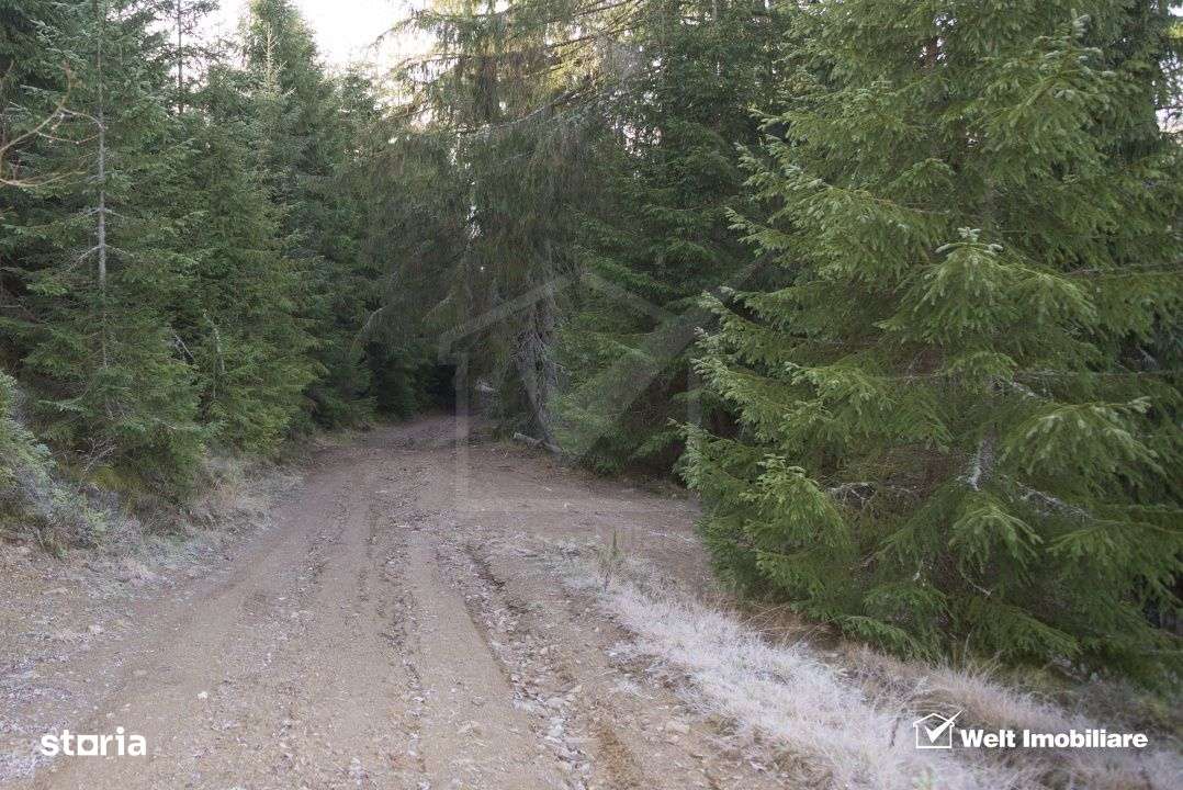 Se vinde teren cat un munte in Apuseni - Poiana Horea-11