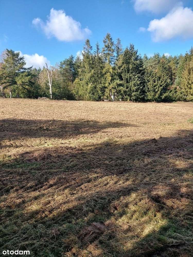 Działka budowlana z warunkami zabudowy 15025m2 w puszczy. "Kamińsko" - Pełny obrazek: 4/11