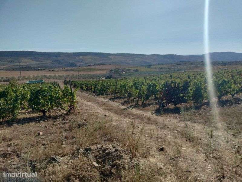 Vendo - Quinta em Freixo de Espada à Cinta! - Grande imagem: 5/12