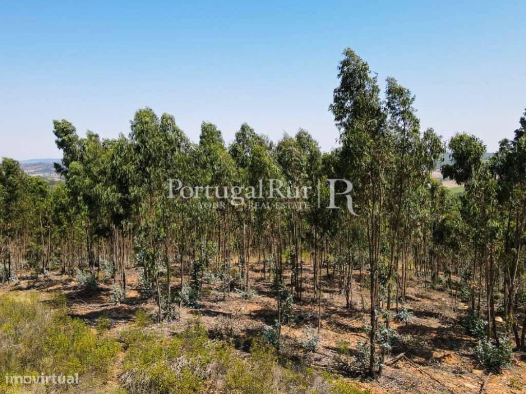 Herdade com eucaliptal em crescimento na zona de Estremoz - Grande imagem: 4/39
