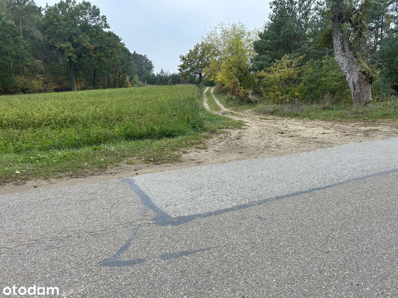 Sprzedam działki o łącznej pow. 3,72 ha. w miejscowości Krajkowo. - Pełny obrazek: 4/6