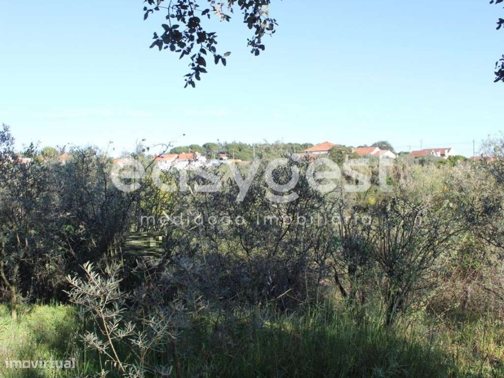 Terrenos com área total de 11080m2 maioritariamente Pinhal - Grande imagem: 5/15