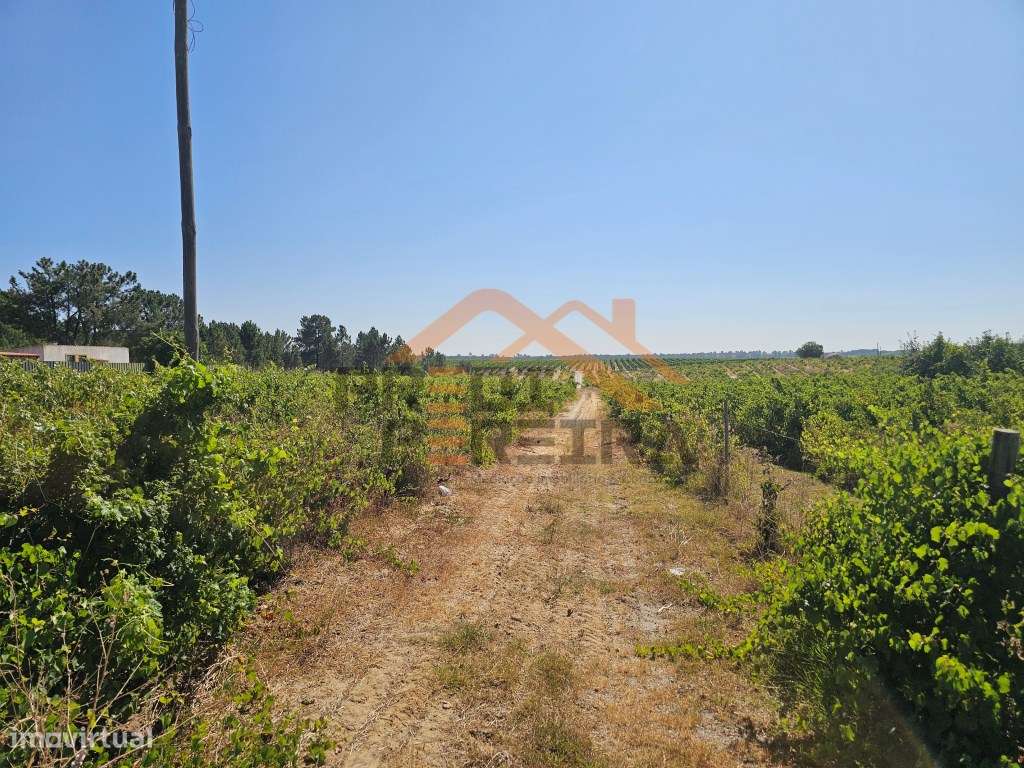 Oportunidade Única no concelho de Palmela, freguesia de Poceirão e ... - Grande imagem: 4/23