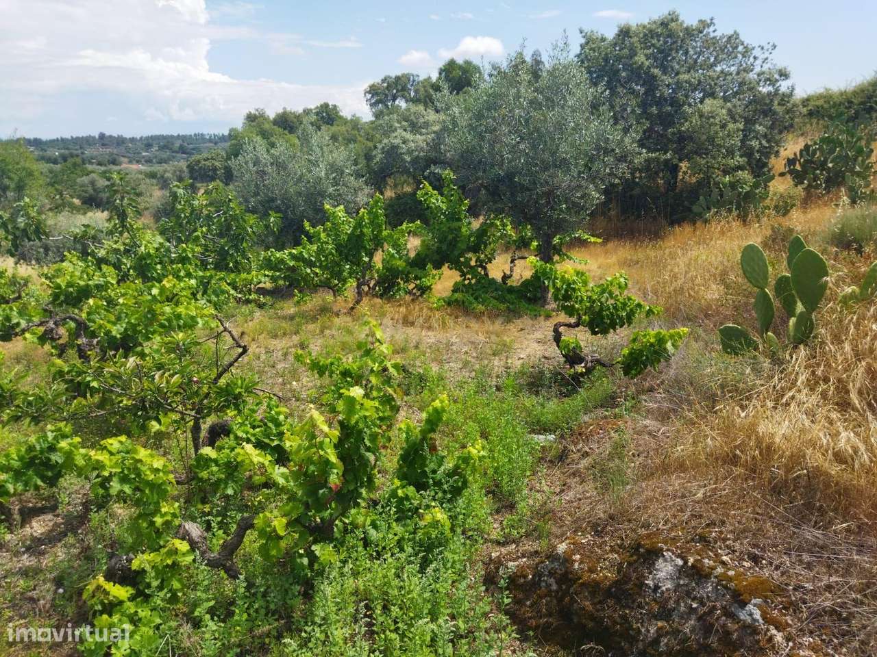 Terreno rústico | Lousa CTB, Castelo Branco-12