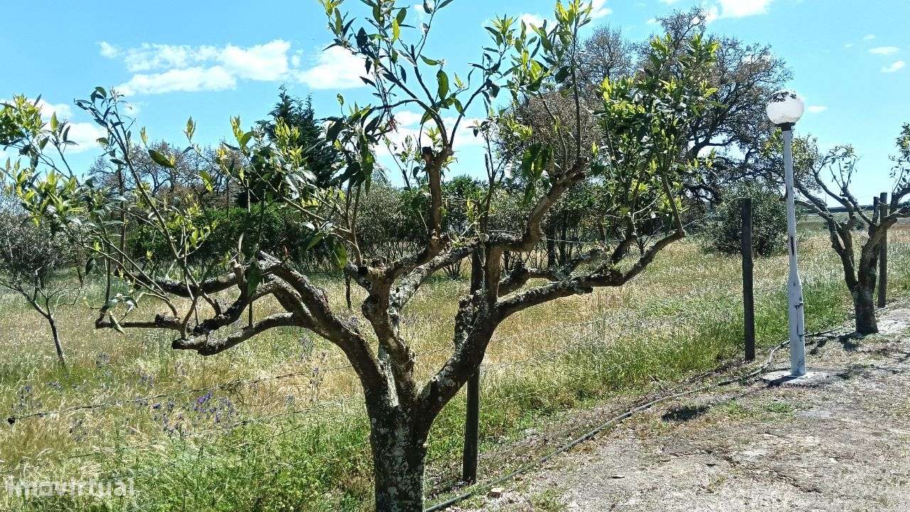 Quinta Pegões Velhos, junto á adega, com moradia e armazém lote 3,8 ha-55