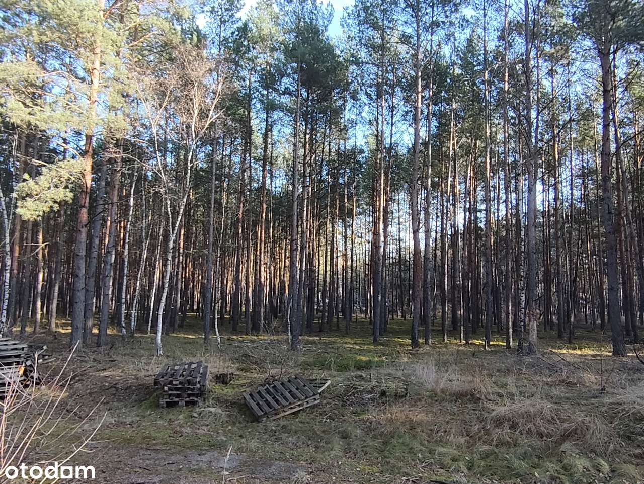 Działka inwestycyjna 1,666 ha - Brożek, Lubuskie-7