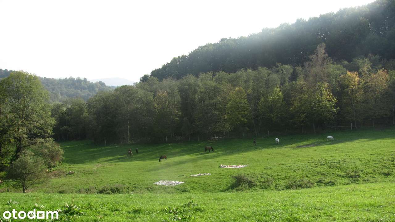 Siedlisko w Bieszczadach-6