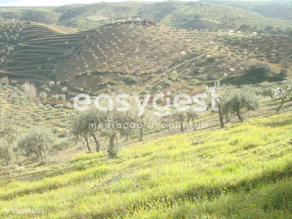 Terreno agrícola em Vila Nova De Foz Côa - Grande imagem: 5/12