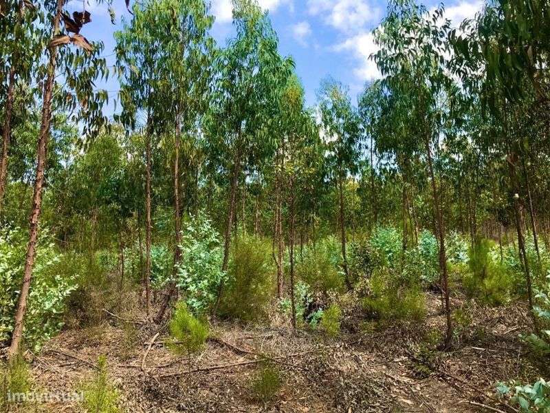 Quinta em Ponte sor - Grande imagem: 5/7