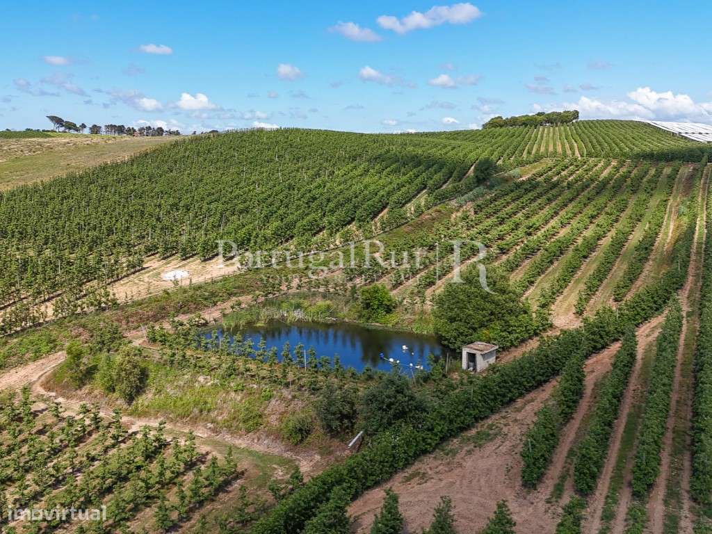 Exploração Agrícola com 37 ha e produção de Pera Rocha no Cadaval-22