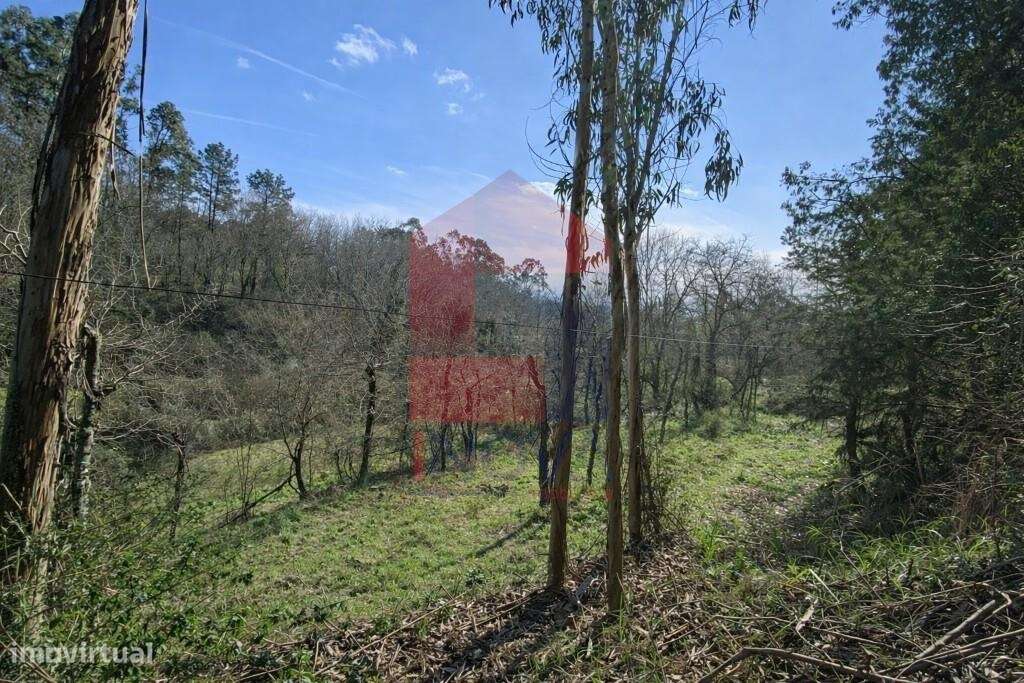 Terreno Agrícola / Florestal, Pico - Grande imagem: 5/29