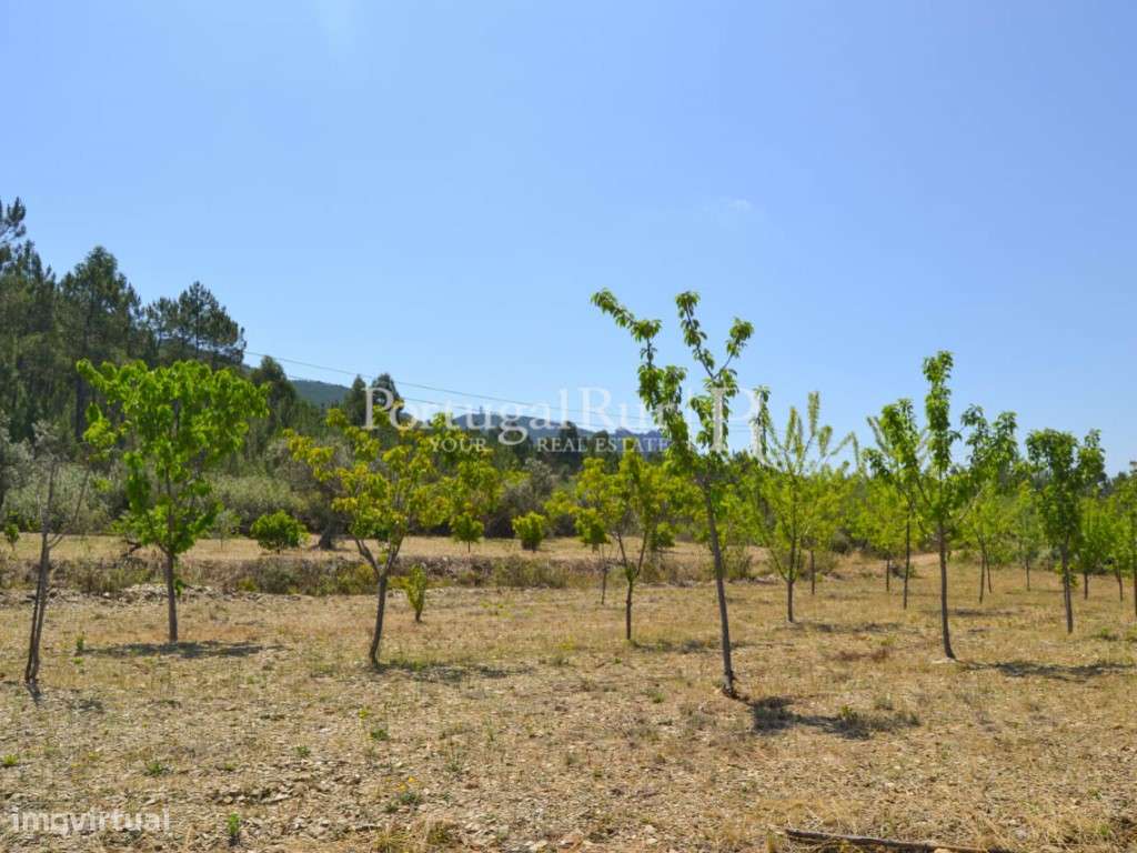 Horta para venda em Proença-a-Nova - Grande imagem: 4/15