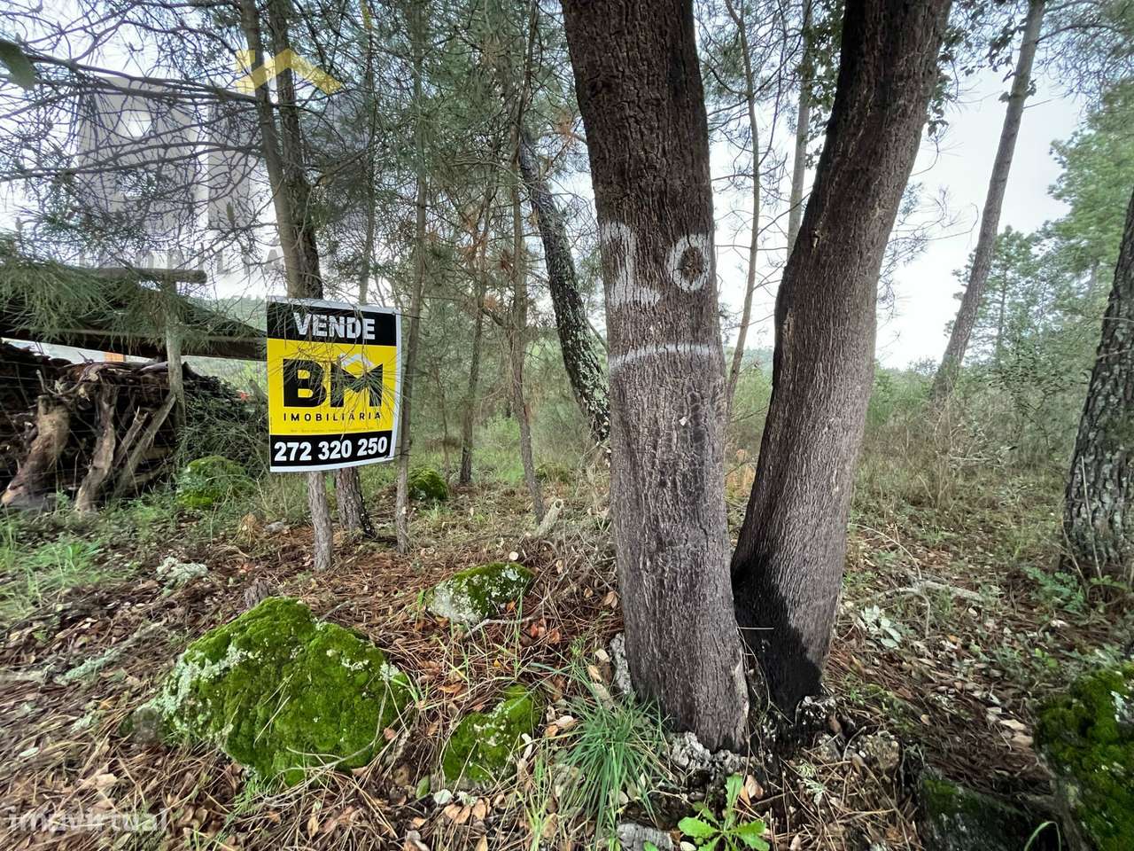 Terreno Rústico  Venda em Salgueiro do Campo,Castelo Branco - Grande imagem: 3/14