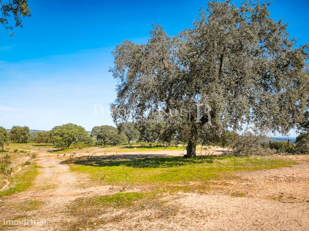 Propriedade Rústica com 132 ha em Rosmaninhal, Idanha-a-Nova-35