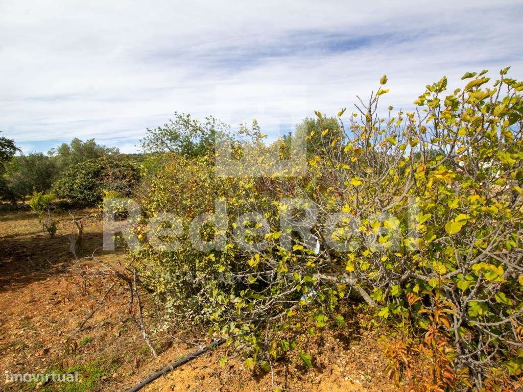 Moradia com 1. 556 hectares com furo e água da rede-17