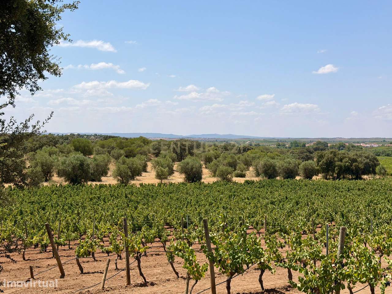 Herdade de Pandeira, Vinha e Olival em Produção em Reguengos de Monsar-33