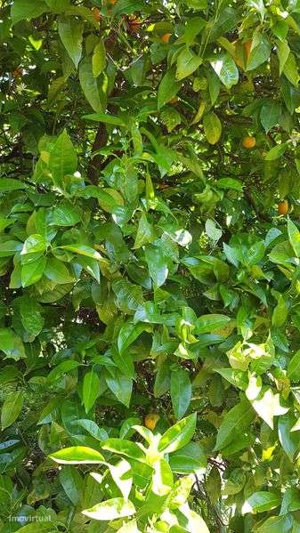 vende-se imóvel/terreno - Grande imagem: 5/11