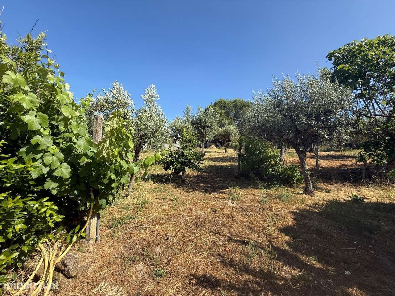 Quinta para venda, em Juncal do Campo com 2240 m2. - Grande imagem: 2/26