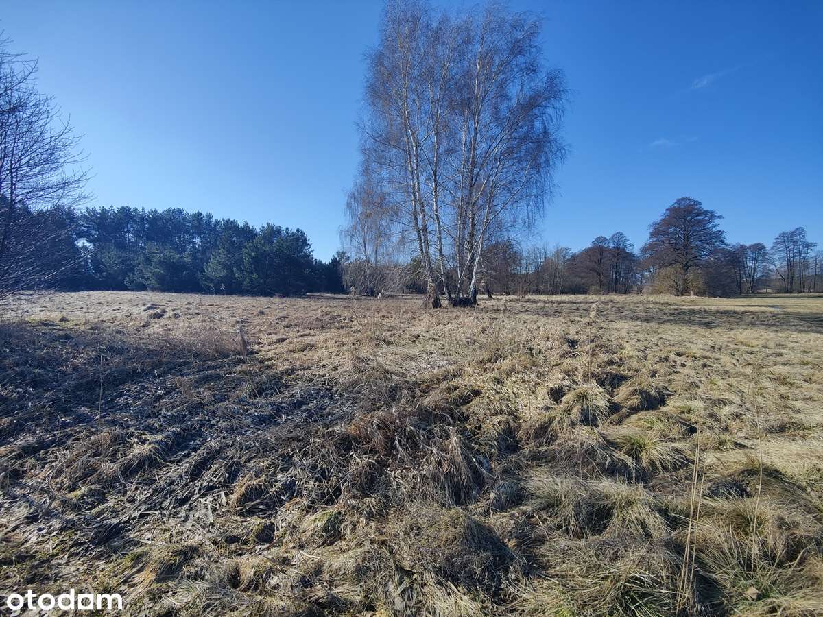 Na sprzedaż duża działka  w sąsiedztwie lasu i łąk-gm. Krzymów-3