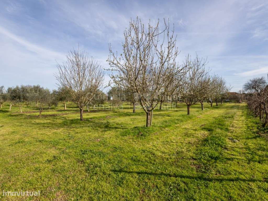 Quinta com moradia T6 e terreno de 15.760 m2 em Abrantes - Grande imagem: 5/21