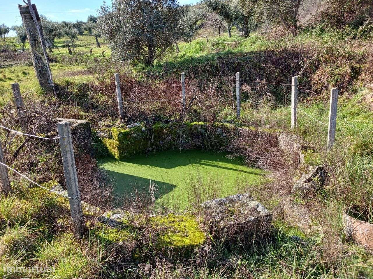 Quintinha - Grande imagem: 4/8