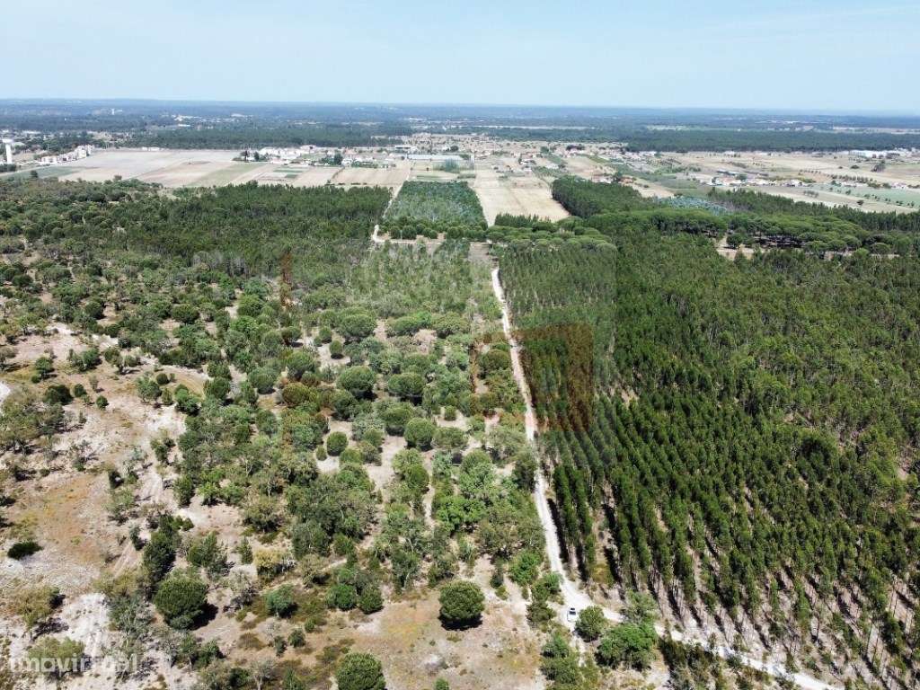 TERRENO DE 9HA COM VIABILIDADE PARA 16 FOGOS - TAIPADAS - Grande imagem: 5/6