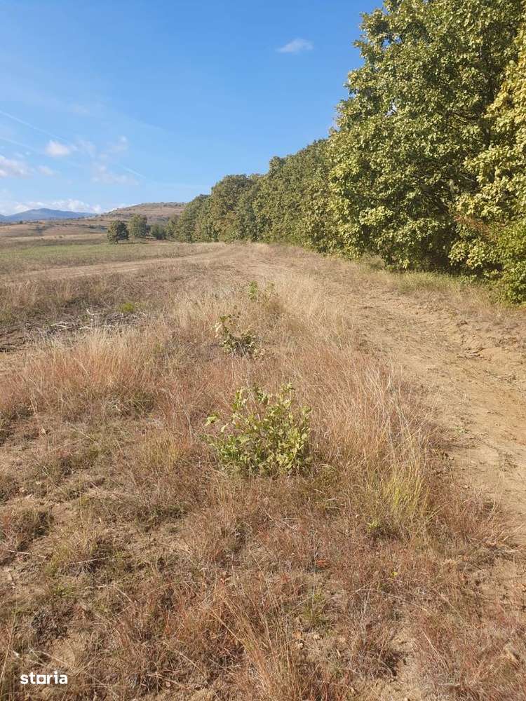 Padure de vanzare in judetul Alba - Imagine principală: 3/13