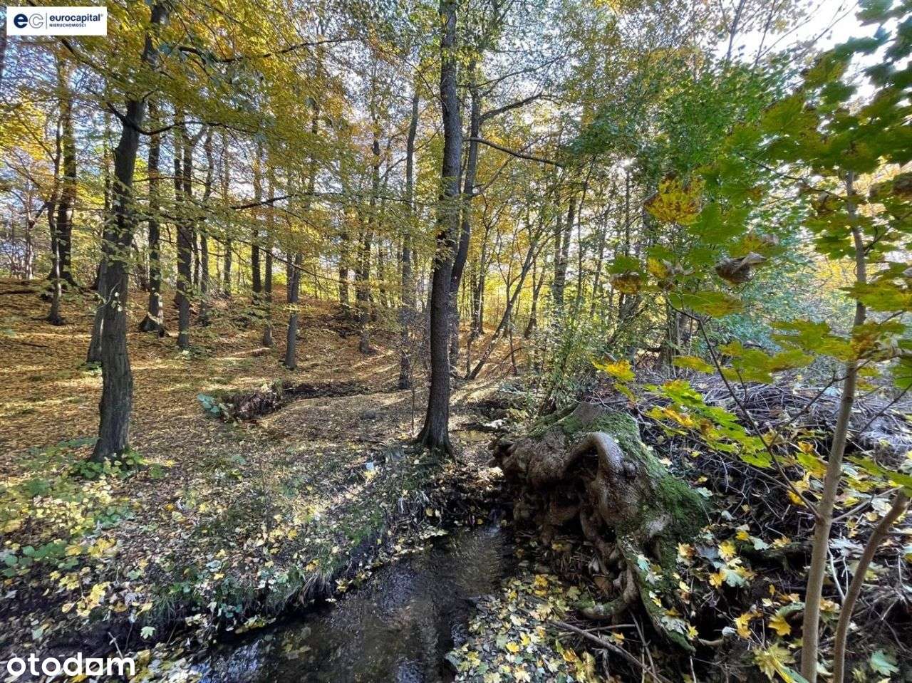 Duża działka w sasiedztwie zagajnika i strumyka!-16