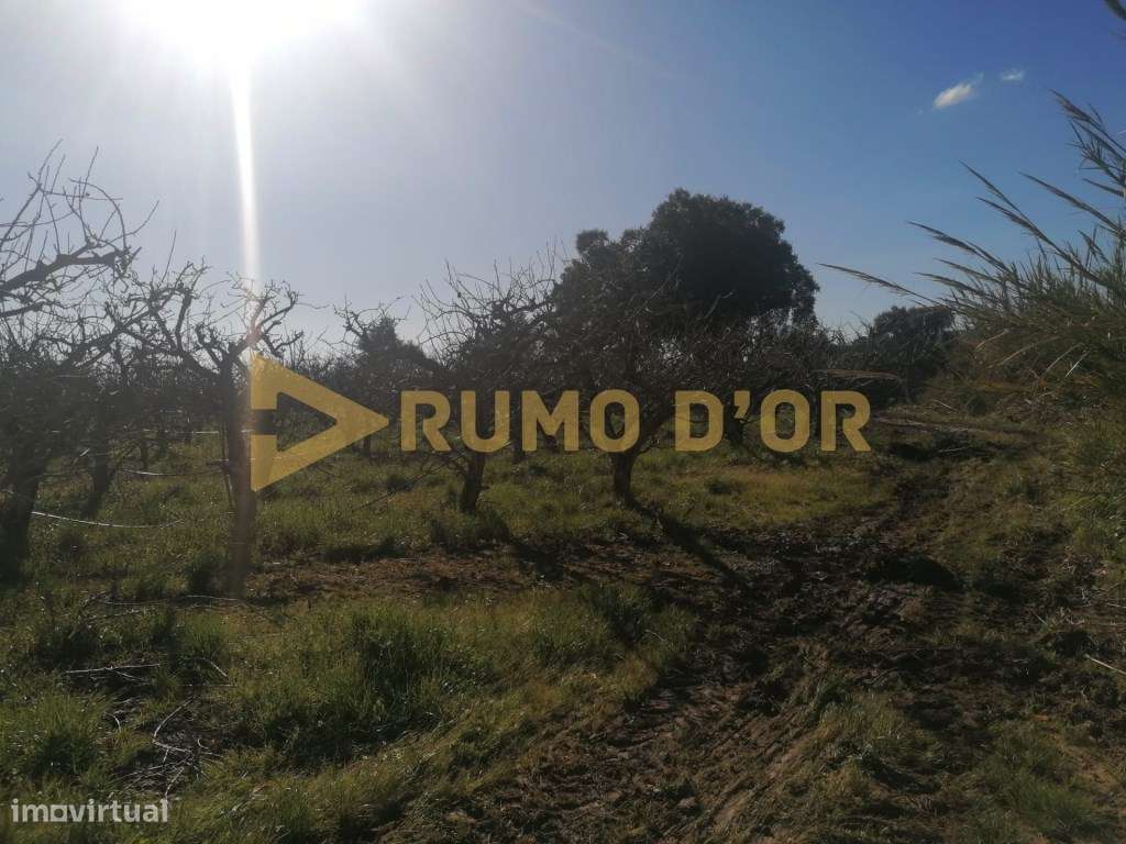 Quinta/ Herdade no Arnerio Merceana - Grande imagem: 5/13