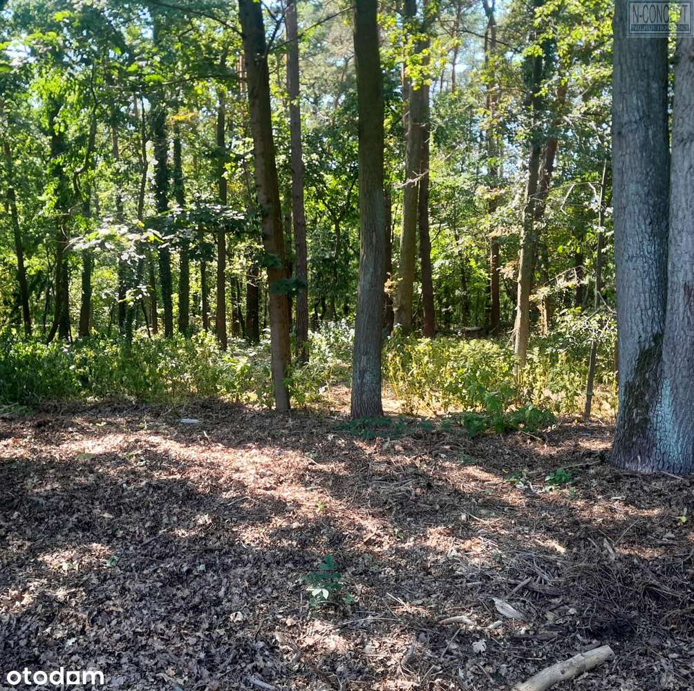 Kształtna działka pod lasem-0
