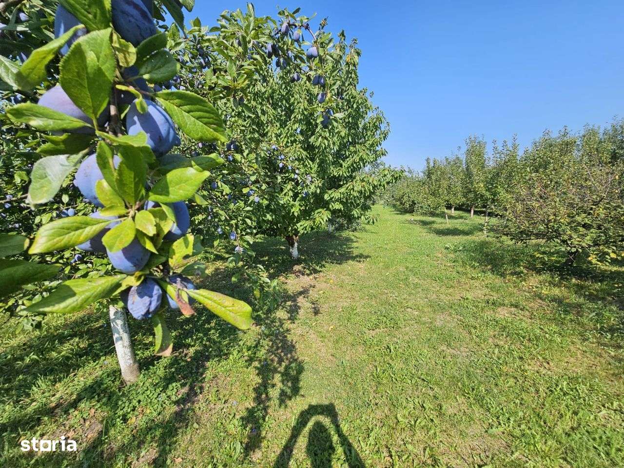 Comision 0%!! Teren intravilan Alios 3000 mp - livada / utilitati ! - Imagine principală: 1/8