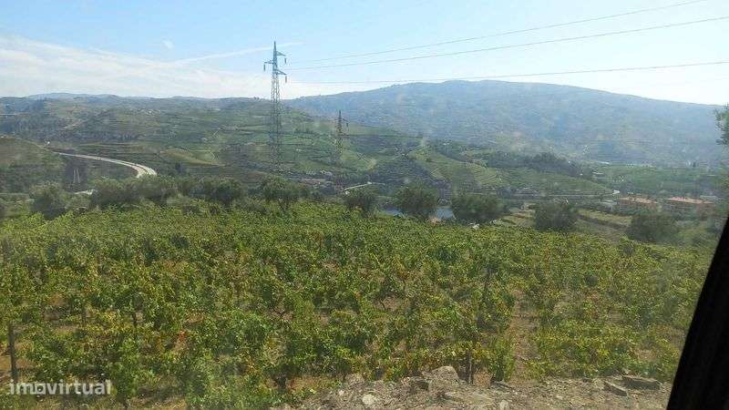 Quinta com vista para o Douro - Grande imagem: 4/6