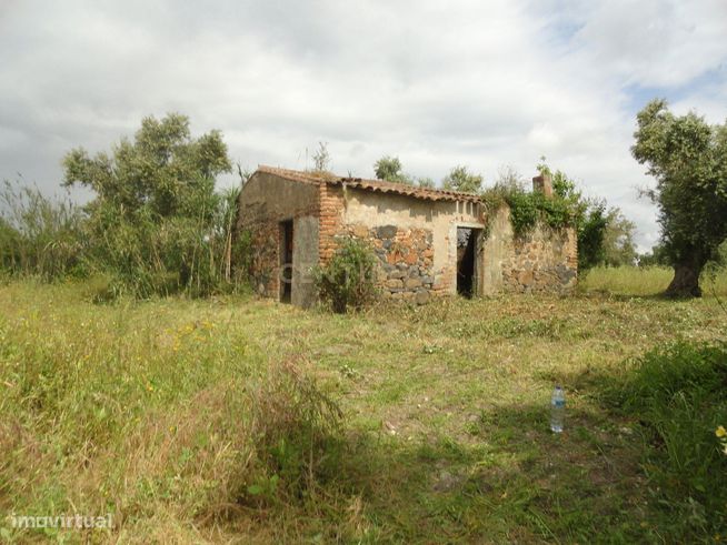 Terreno/Olival  de 11.700 m2 , com Casa para recuperar,  Olival tradic-0