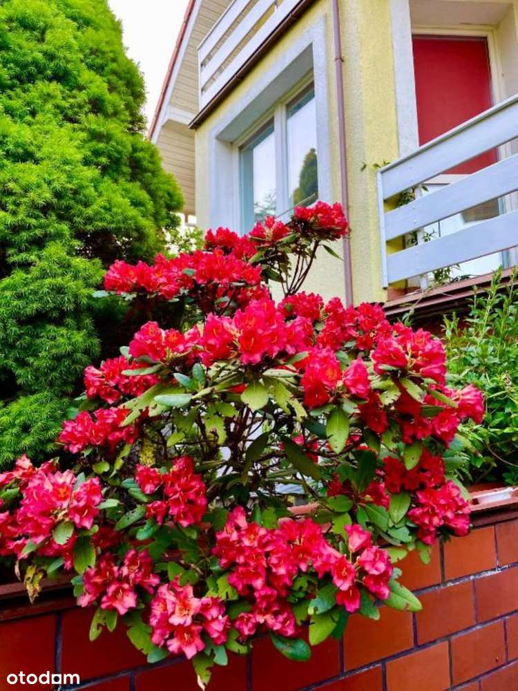 Pierwoszyno, dom wolno stojący, 2000 r, działka 503 m2, blisko zatoki-16