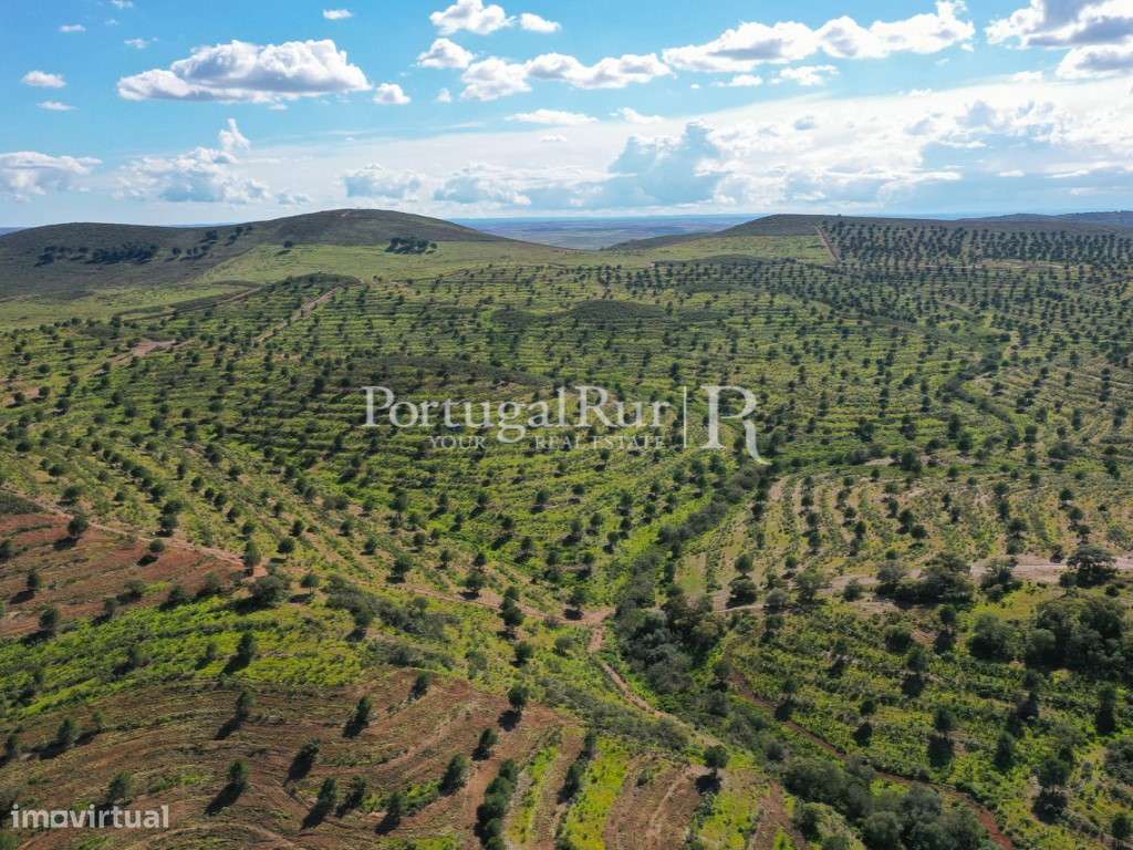 Herdades de Caça com 1300 Hectares, junto do rio Guadiana-15