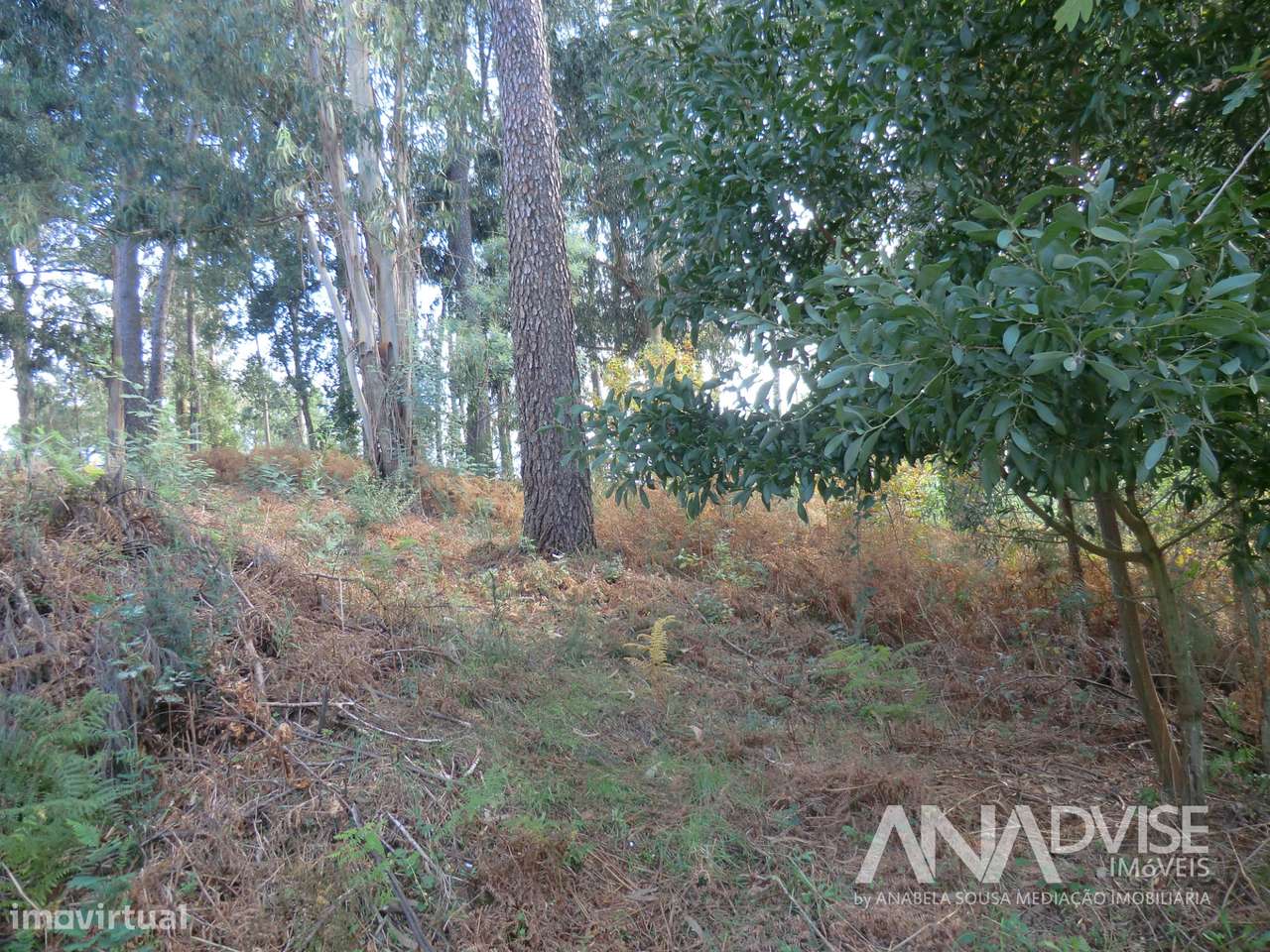 Lote de terreno para vender em Cavernães/ Viseu - Grande imagem: 3/6