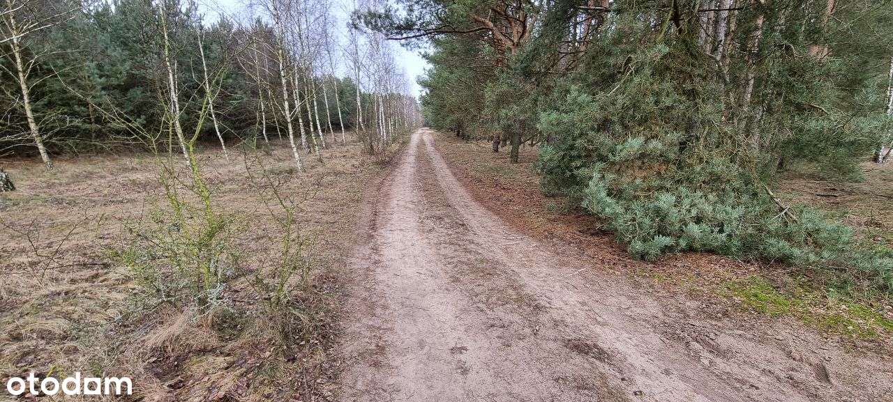 17 działek Rynarzewo ul. Wybudowanie las, spokój, cisza - Pełny obrazek: 4/15