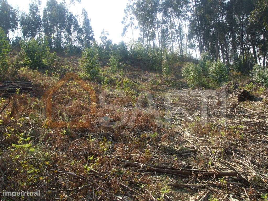 Terreno construtivo - Grande imagem: 5/13