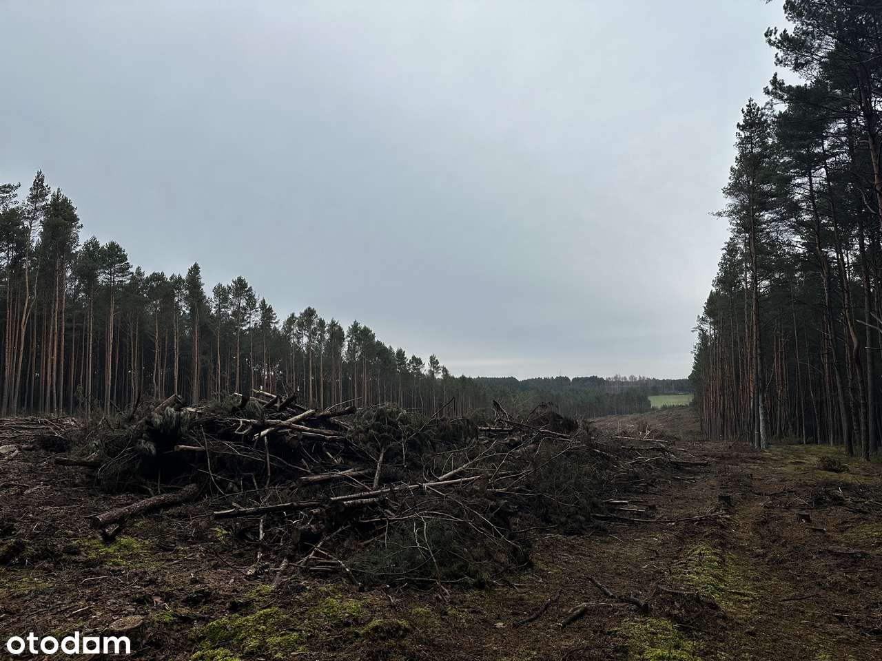 Działka Leśna 40000m2, Kamion , gmina Wierzchlas - Pełny obrazek: 5/6