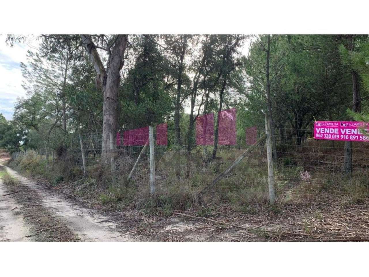 Lote - Figueiras, Pegões - Grande imagem: 4/7