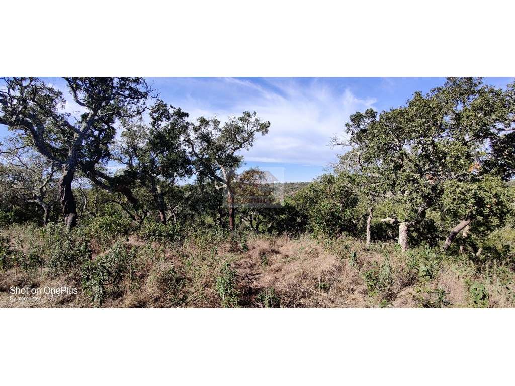Terreno com 19ha a 8 km de Santiago do Cacem e a 20 km da Lagoa de ... - Grande imagem: 5/12